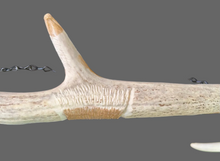 Hand Carved Elk Antler Eagle Wall Decor 29"