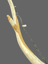Hand Carved Elk Antler Eagle Wall Decor 29"